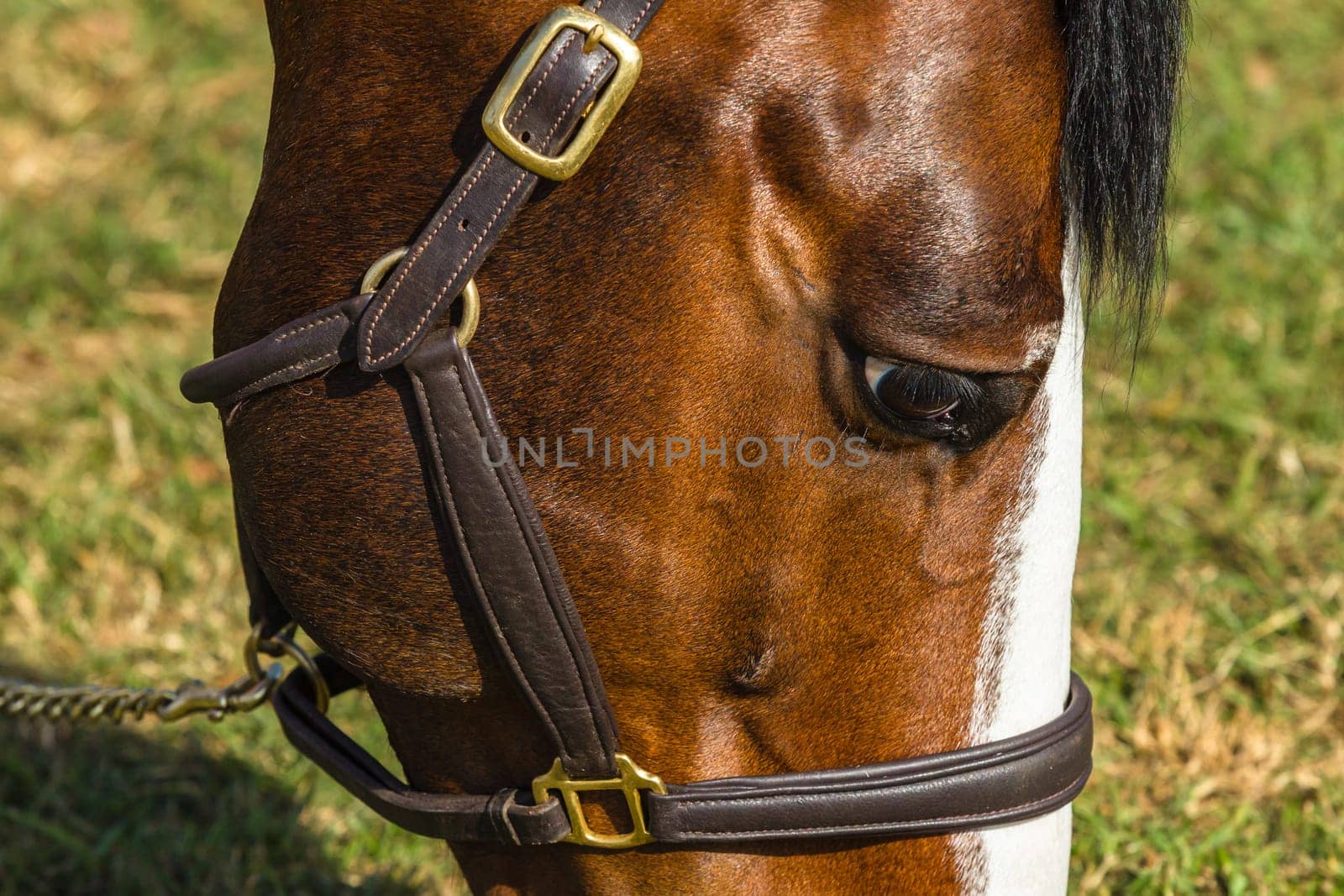 Horse eye head bridle closeup portrait detail of equestrian animal.