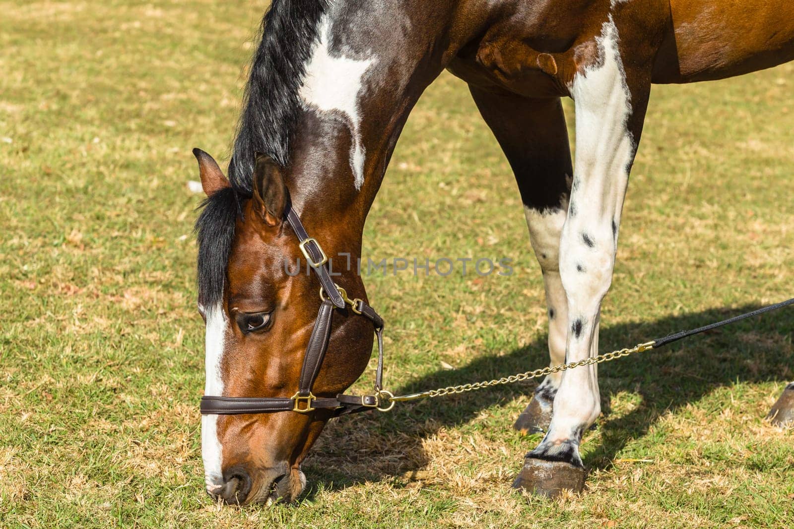 Horse equestrian show jumping animal closeup grooming.