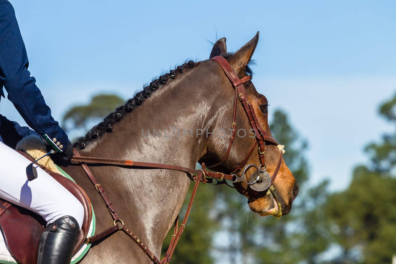 Equestrian Rider half body legs hands horse closeup abstract show jumping.