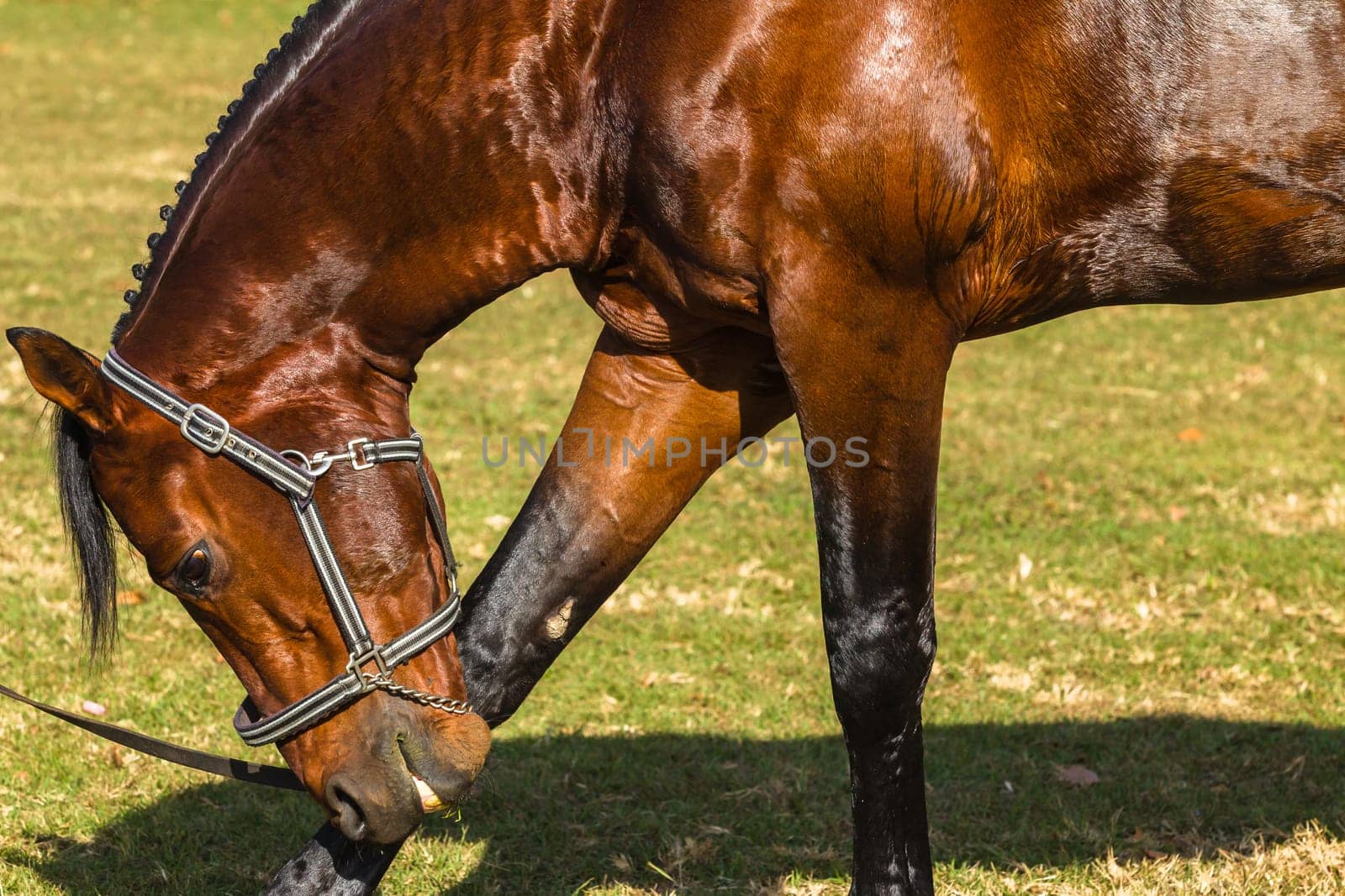 Horse equestrian show jumping animal closeup grooming.