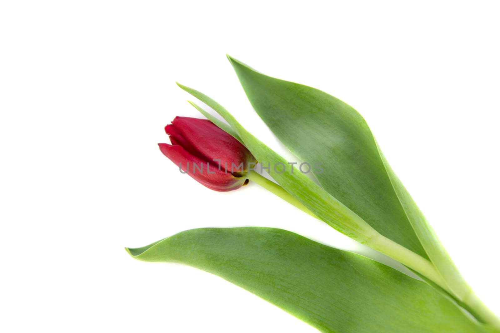 one red tulip on a white background