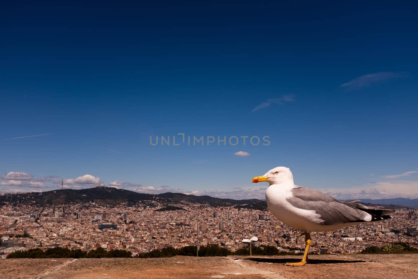 Seagull perching on wall against cityscape. A view of Barcelona from Montjuïc castle, blue sky,  horizontal composition, copy space.