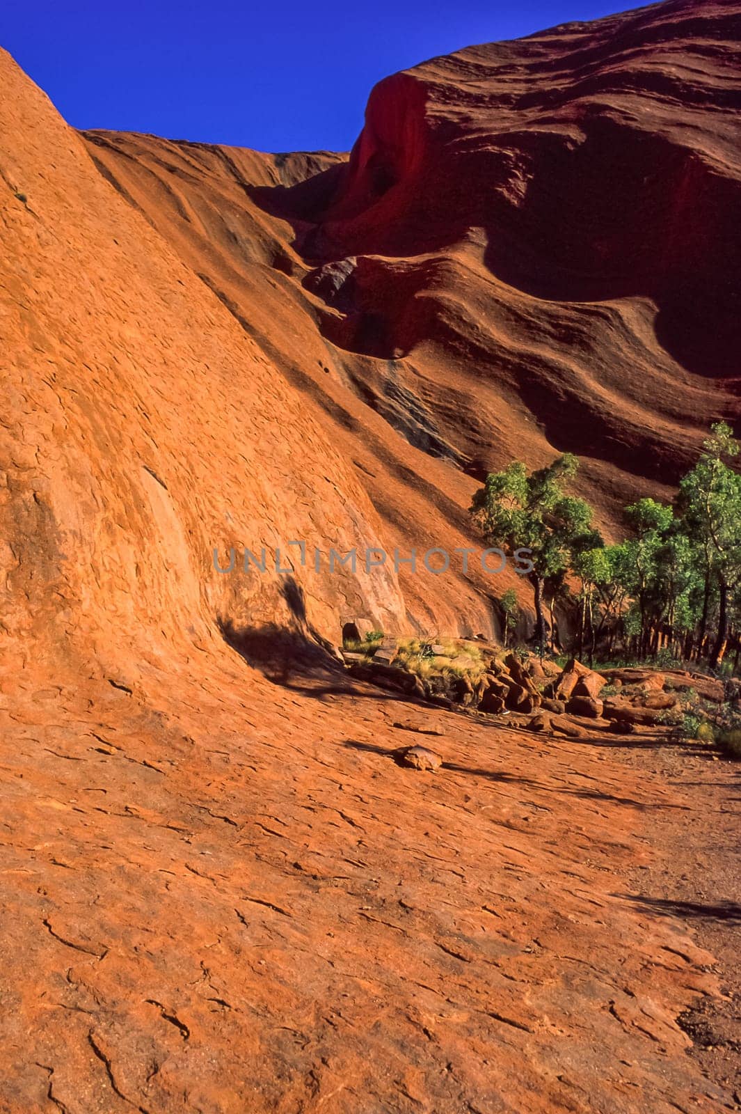 Close view of Ayers Rock (Uluru), just after sunrise, the sun shines on the rocks and eucalyptus trees, Uluru-Kata Tjuta National Park, in the heart of the Australian Outback