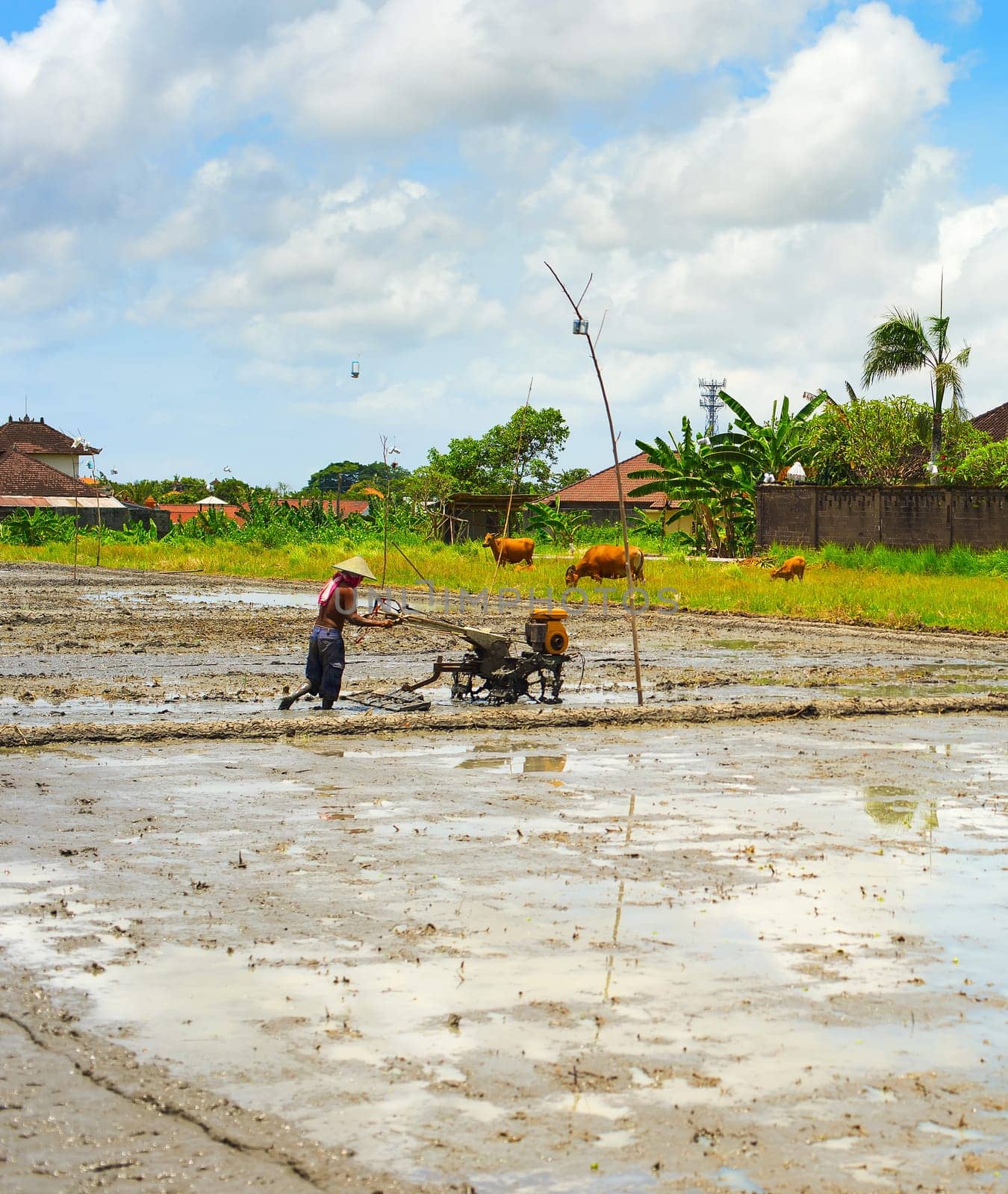 Local man working in rice field at rural farm, countryside traditional scene, Bali, Indonesia
