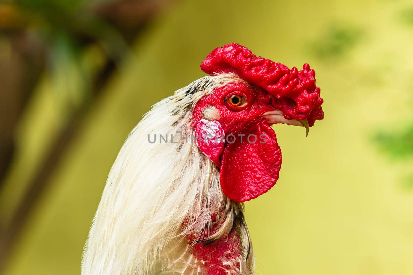 Chicken rooster head portrait closeup detail of farm poultry bird.