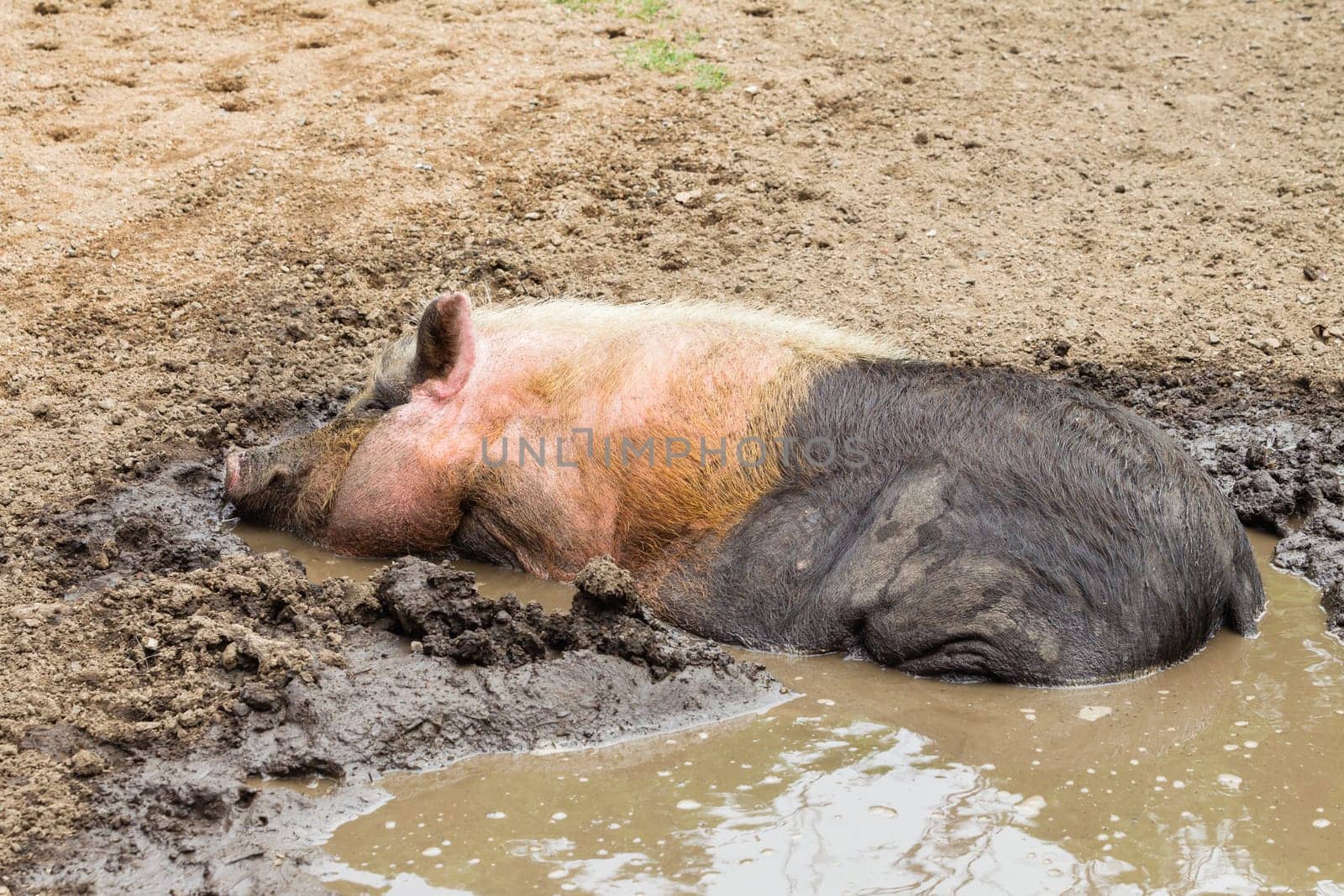 Pig animal closeup in mud water farm pen.