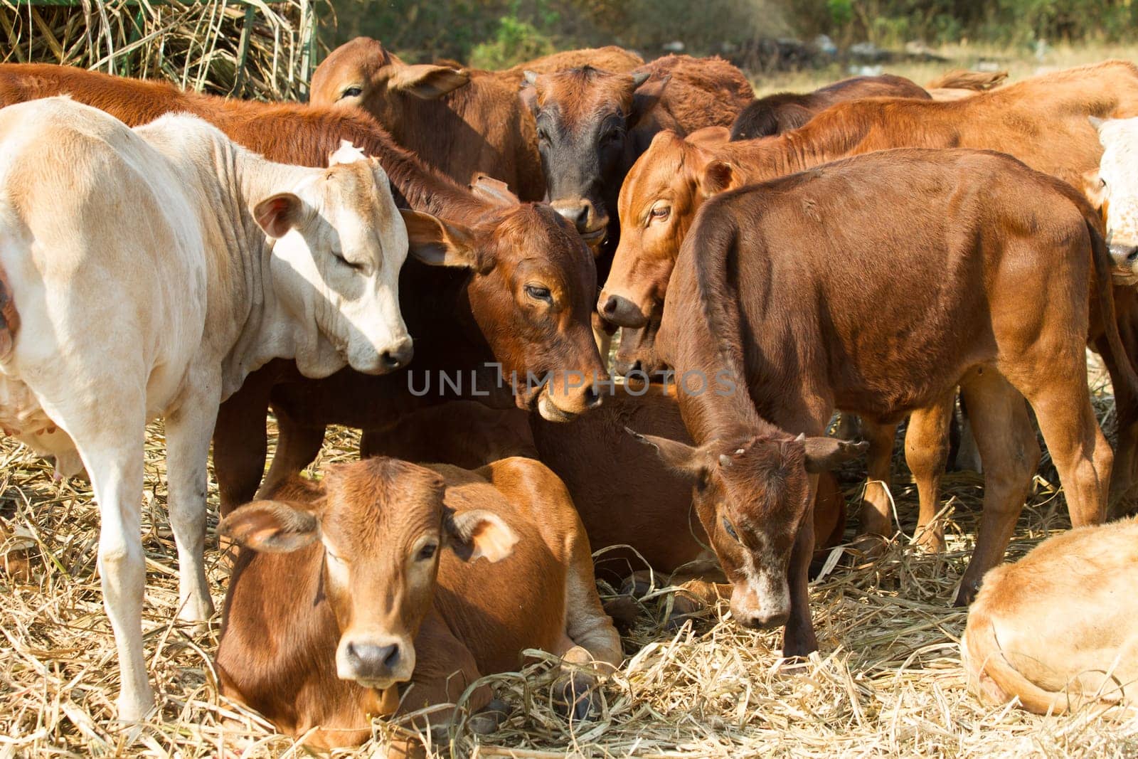 Cattle cows young heifers animals in farming field with feed racks