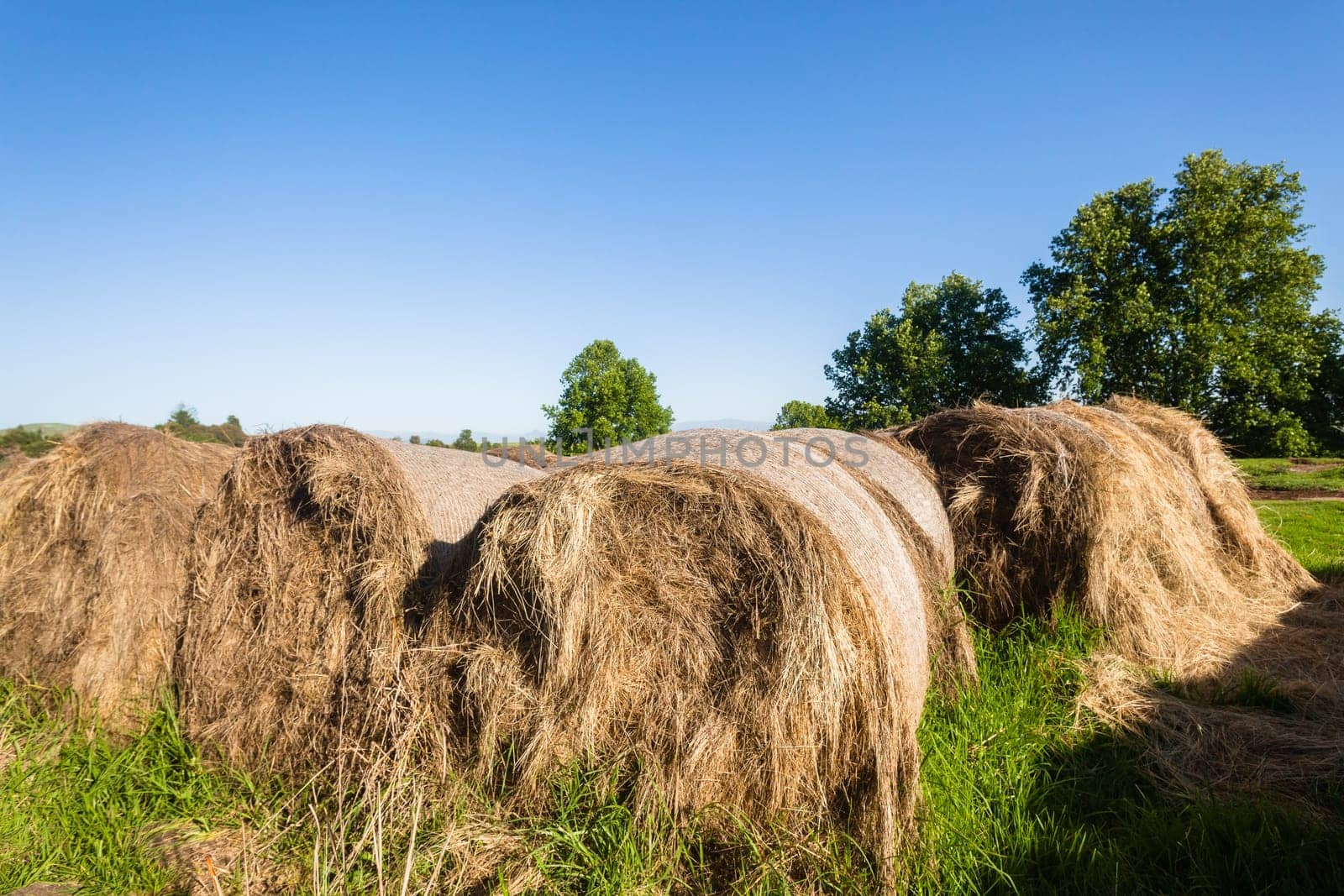 Farming grass bales of cattle feed rolled for winter in agriculture landscape.