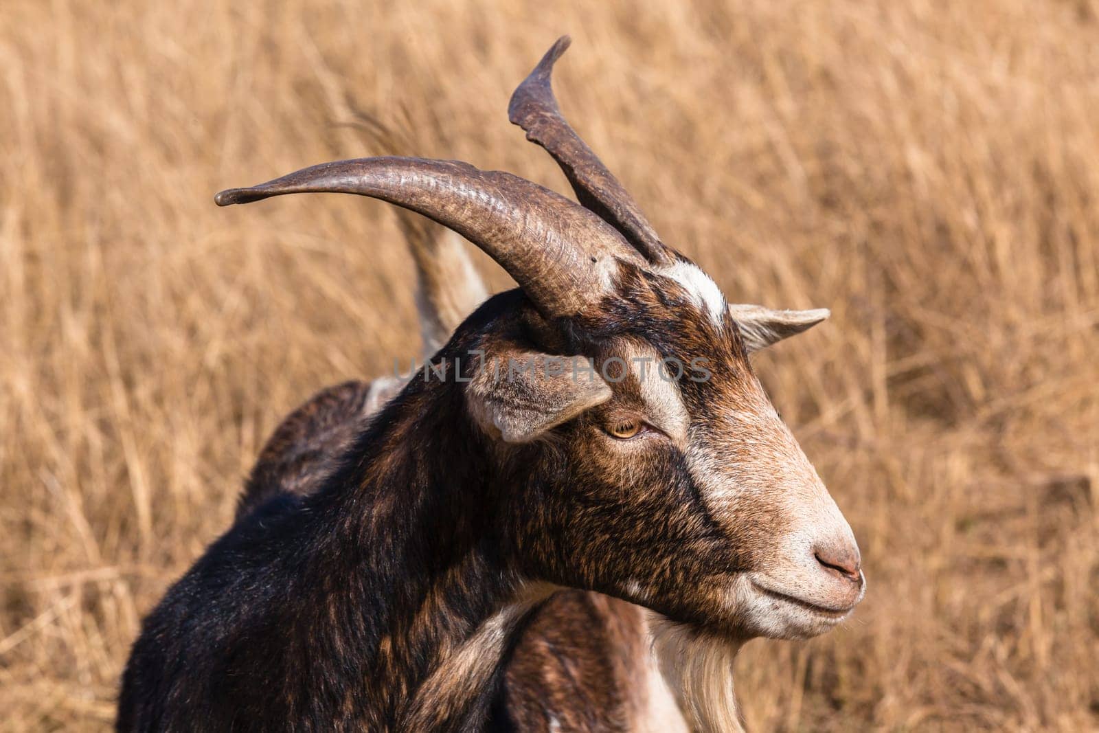 Farm goat male animal closeup head horns portrait.