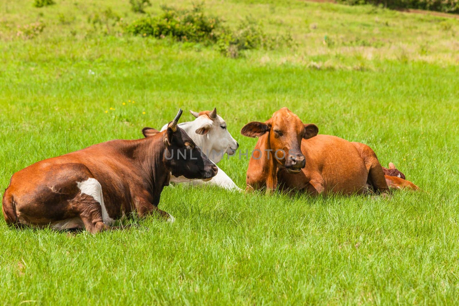 Cows cattle animals resting hot summers day in open field rural countryside.