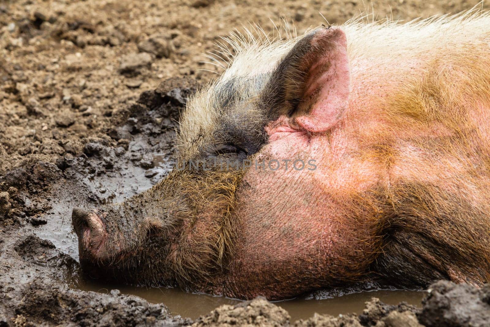 Pig animal closeup in mud water farm pen.