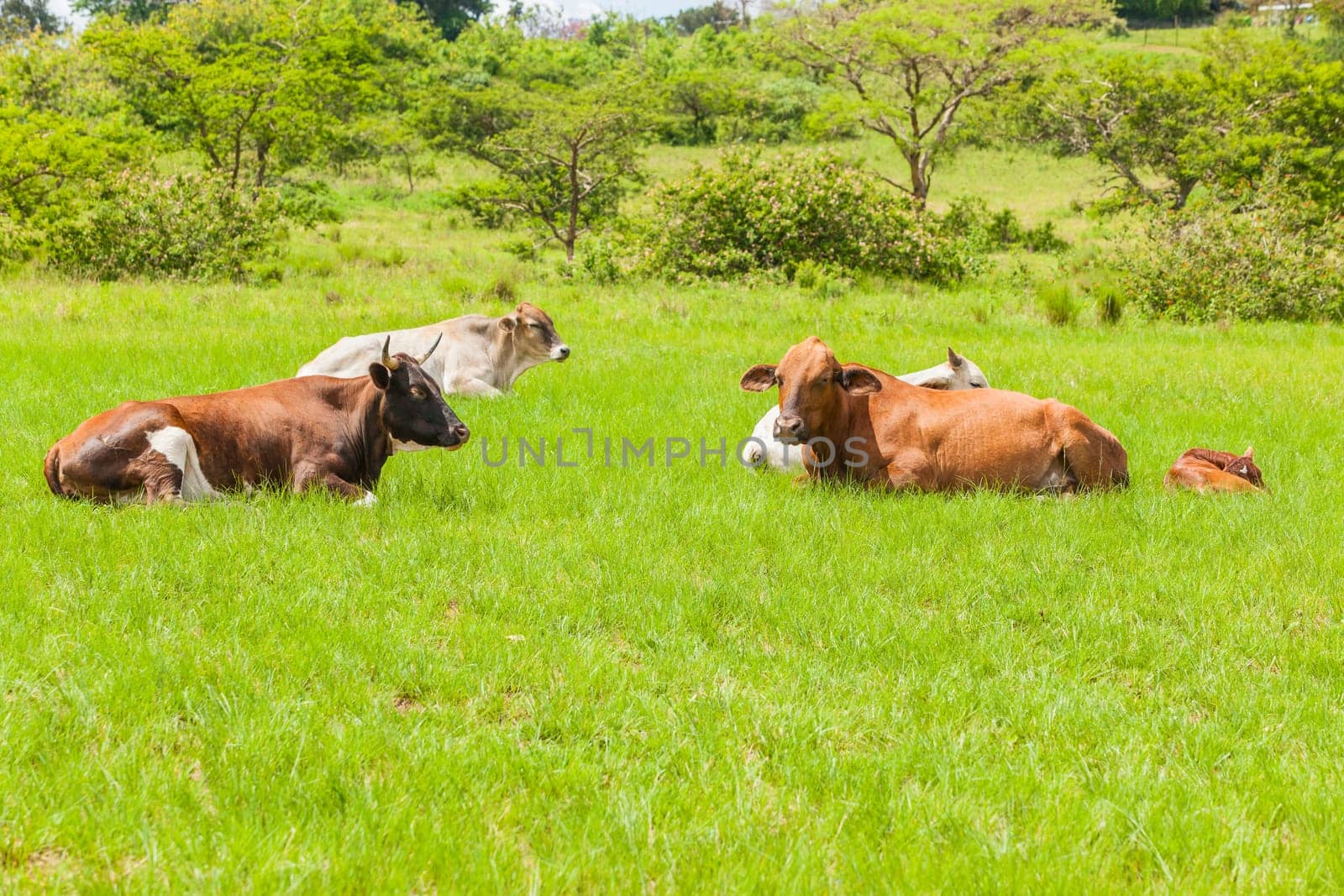 Cows cattle animals resting hot summers day in open field rural countryside.