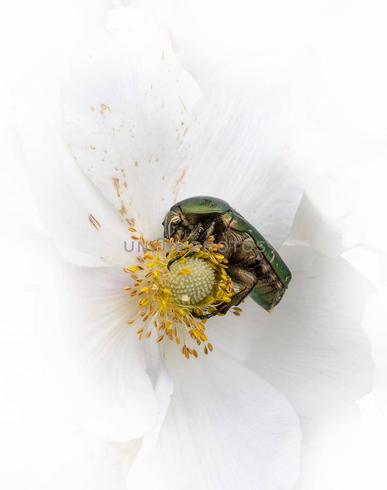 Gold shiny rose beetle on white blossom while eating in front of white background