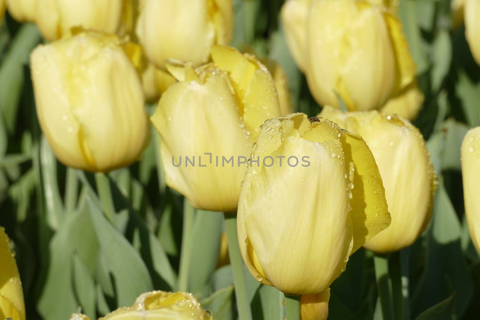 Yellow flowering tulips (Tulipa), Germany