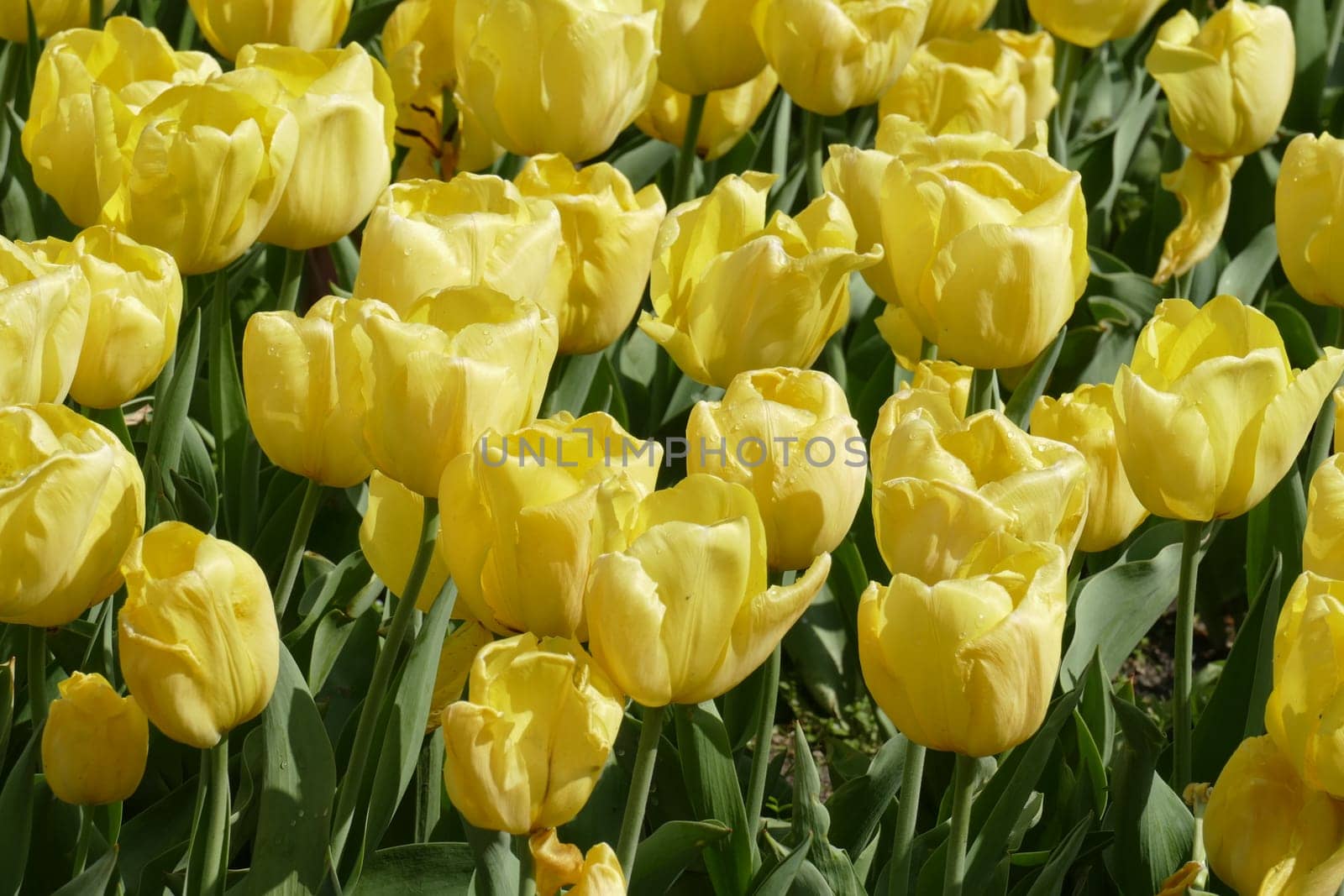Yellow flowering tulips (Tulipa), Germany