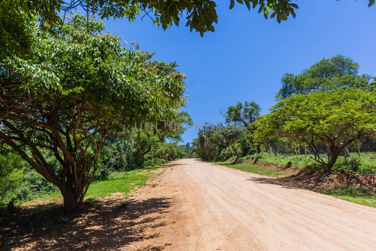 Rural dirt road uphill out of valley through summer trees thick bush tropical terrain landscape.