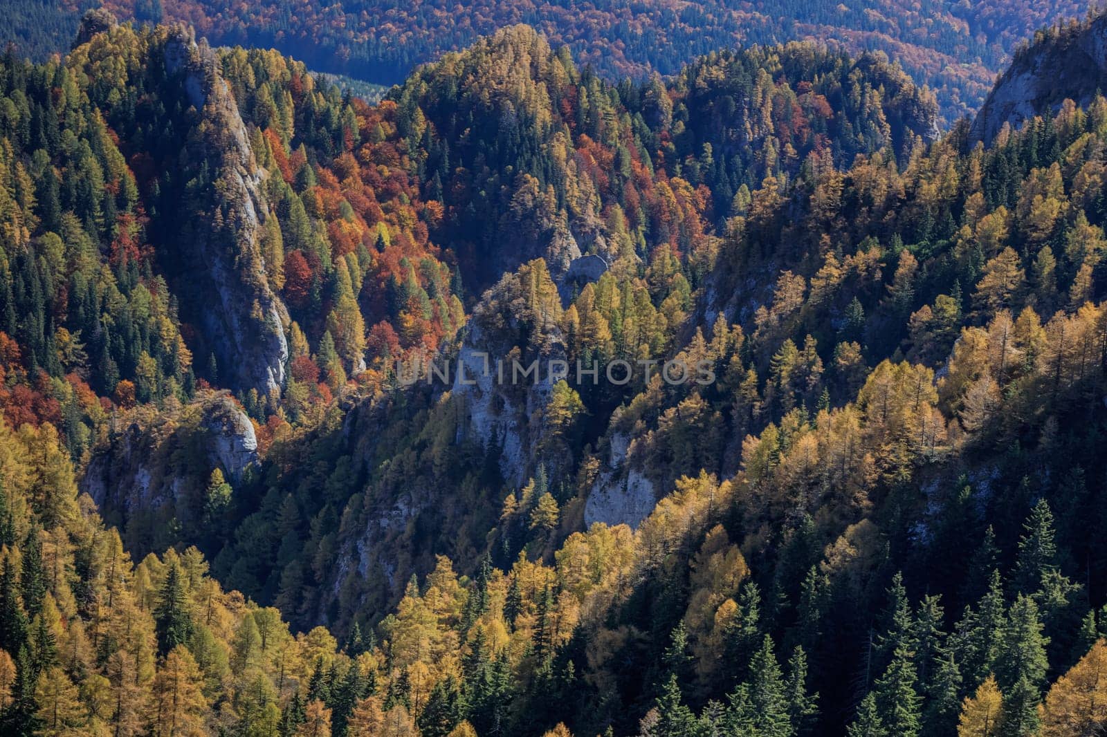 autumn forest in the Ciucas Mountains, Romania