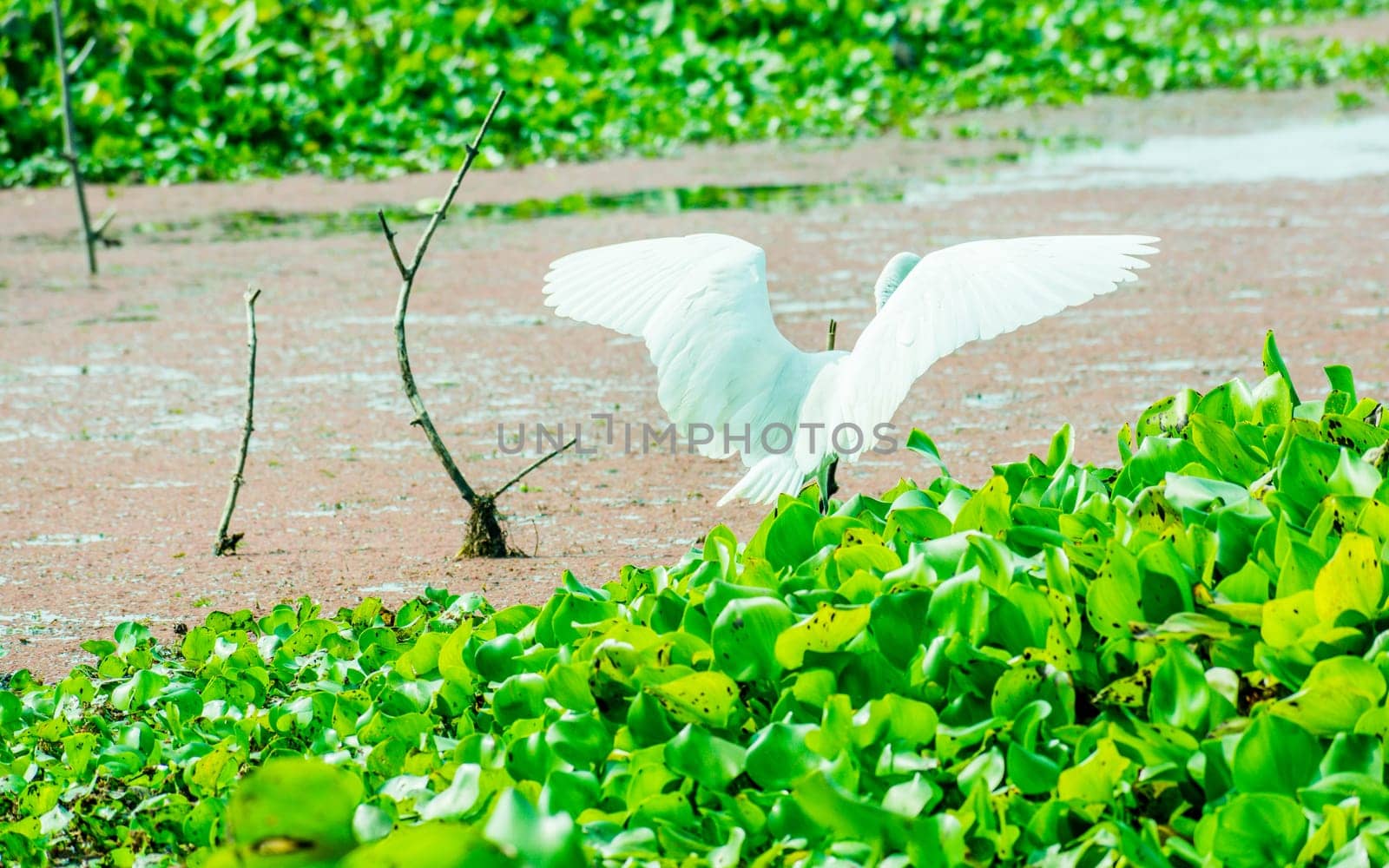 A Beautiful white Swan or Cygnus bird flapping its wings on the lake field with floating aquatic plant in Kumarakom Bird Sanctuary, Kerala.