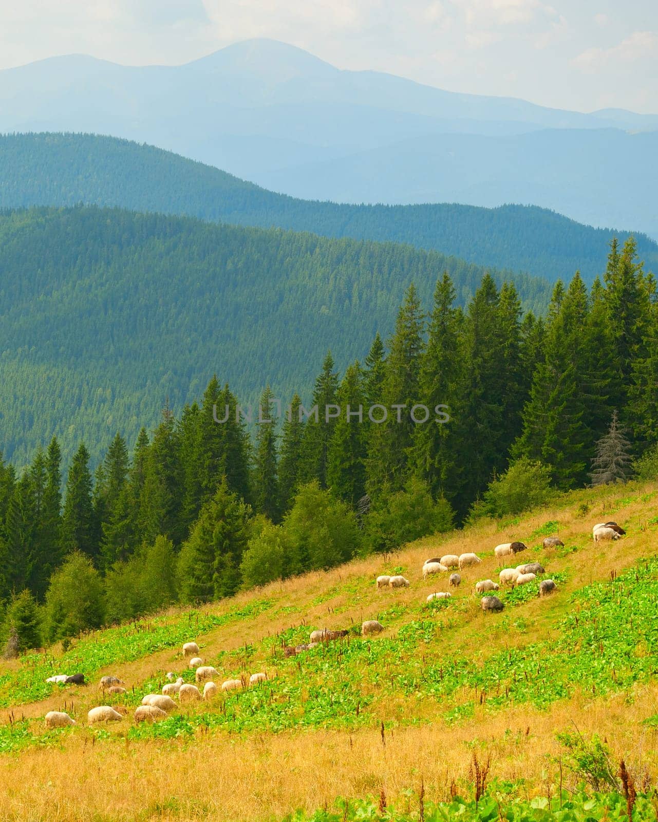 Herd of sheeps grazing on green meadow slope, Carpathian mountains landscape in background, Ukraine