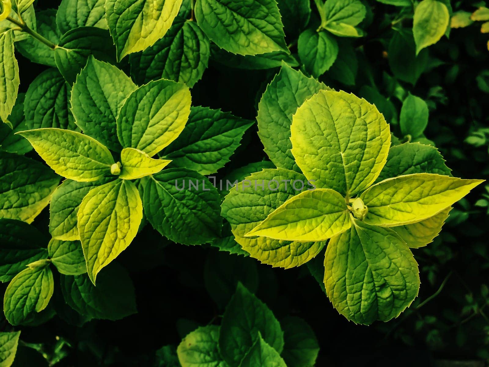 Jasmine flower surrounded by green leaves. It has green tone with bright color on it.