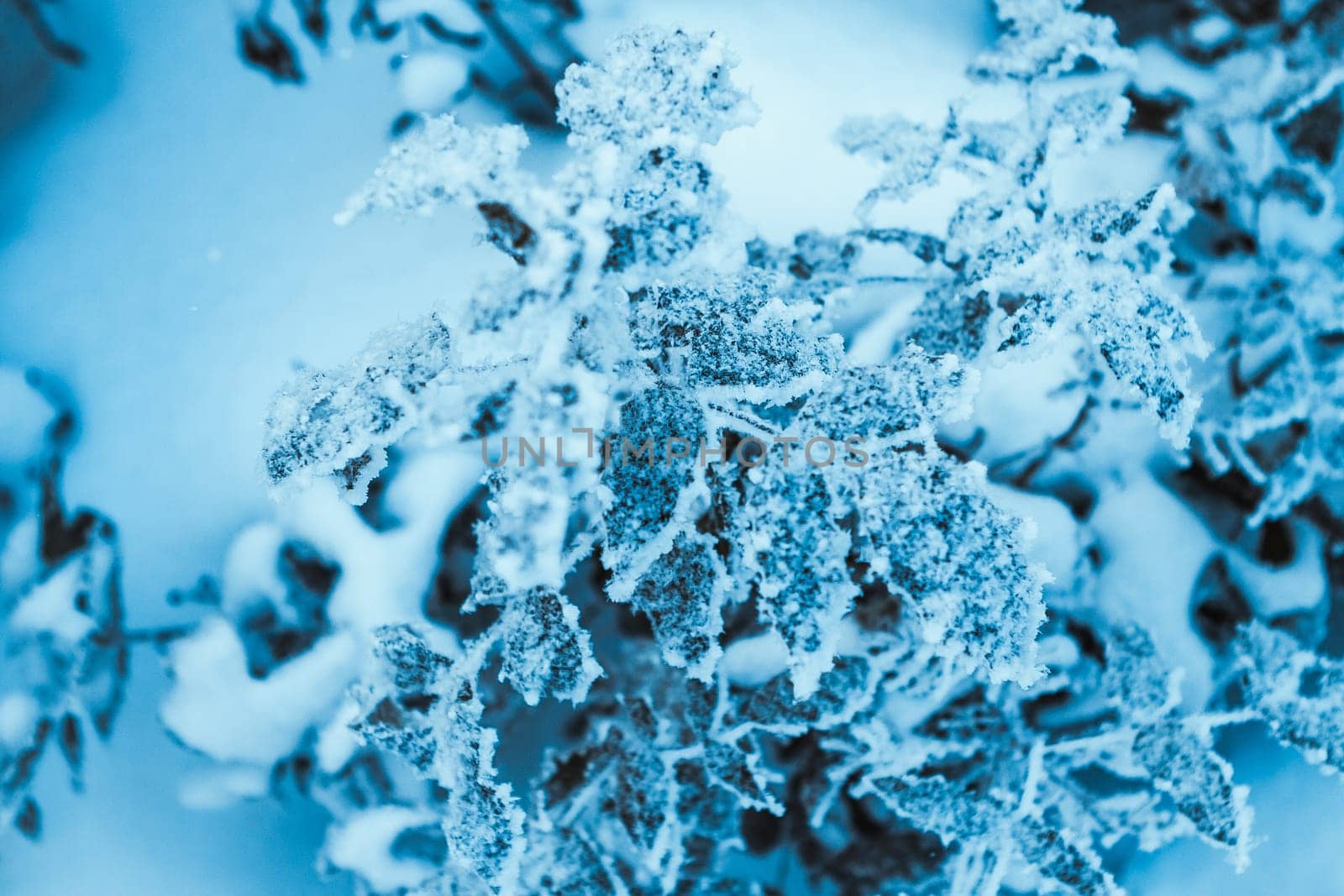 barberry close up branches in the snow