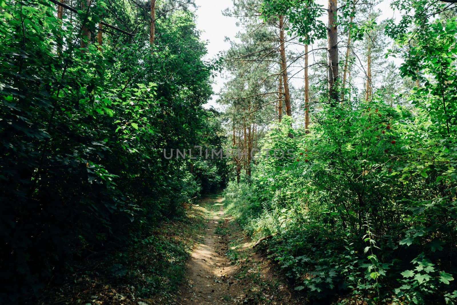 green trees in the forest in the sunlight.