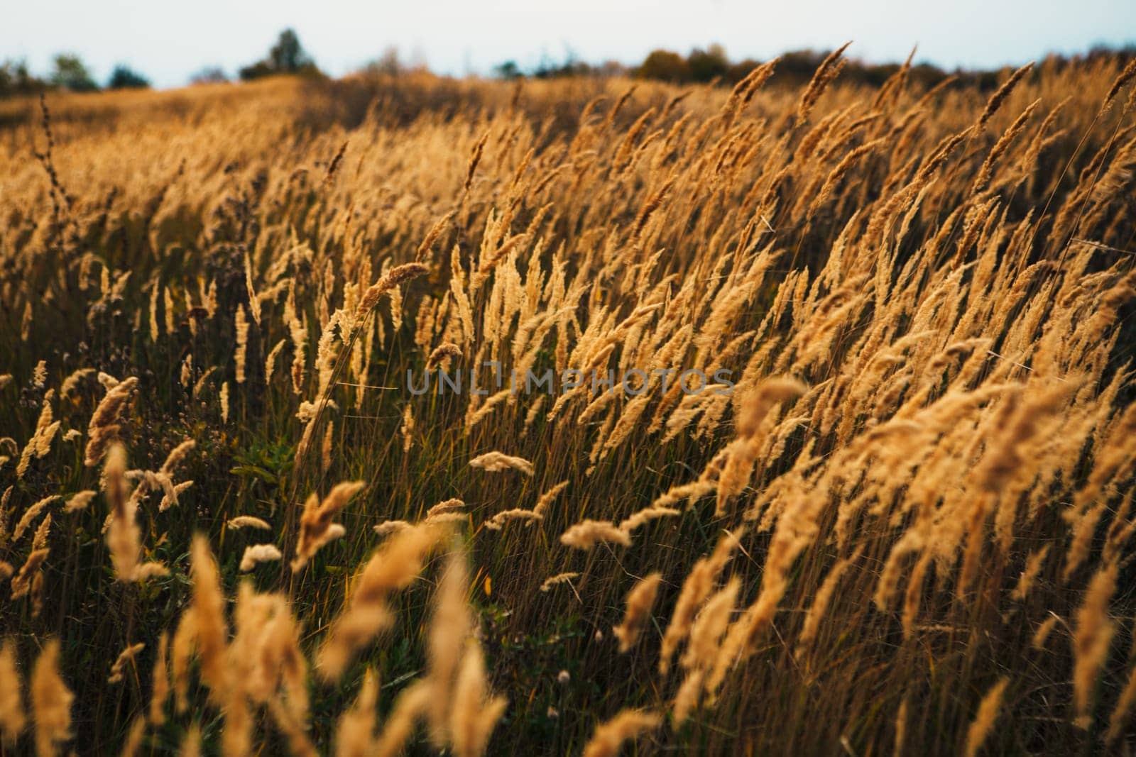 beautiful autumn field several spike close up.