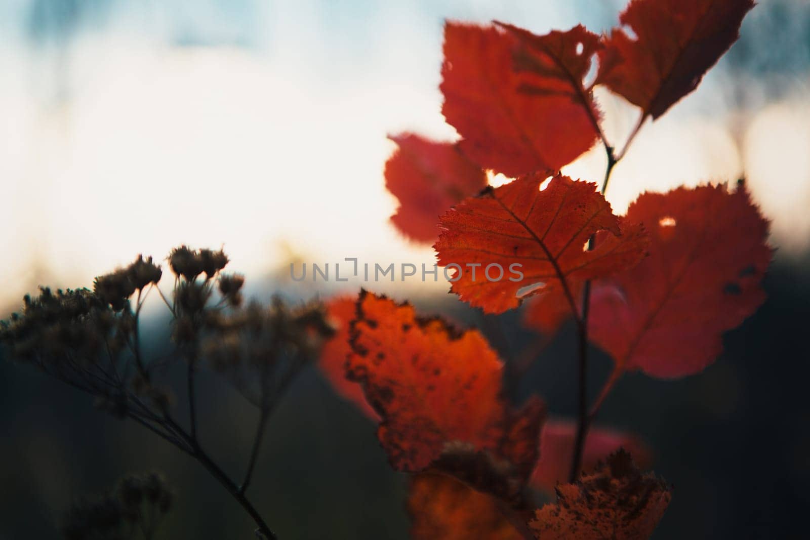 Red leaves in forest on blurred background.