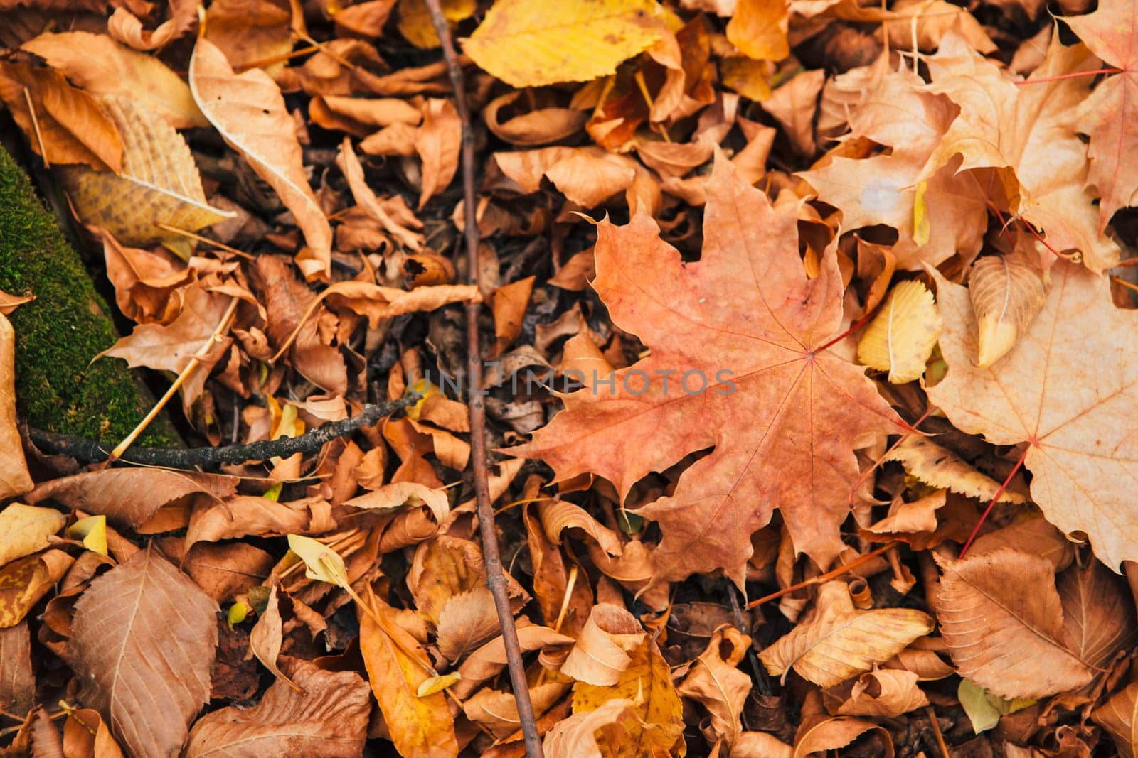 colorful red orange autumn leaves close up.