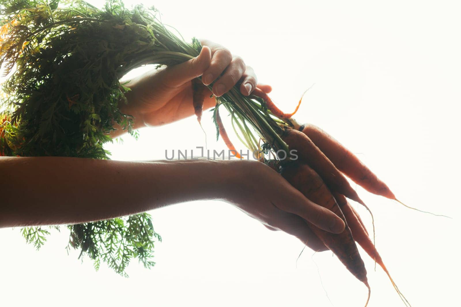 hands of a girl holding a carrot on a light background.