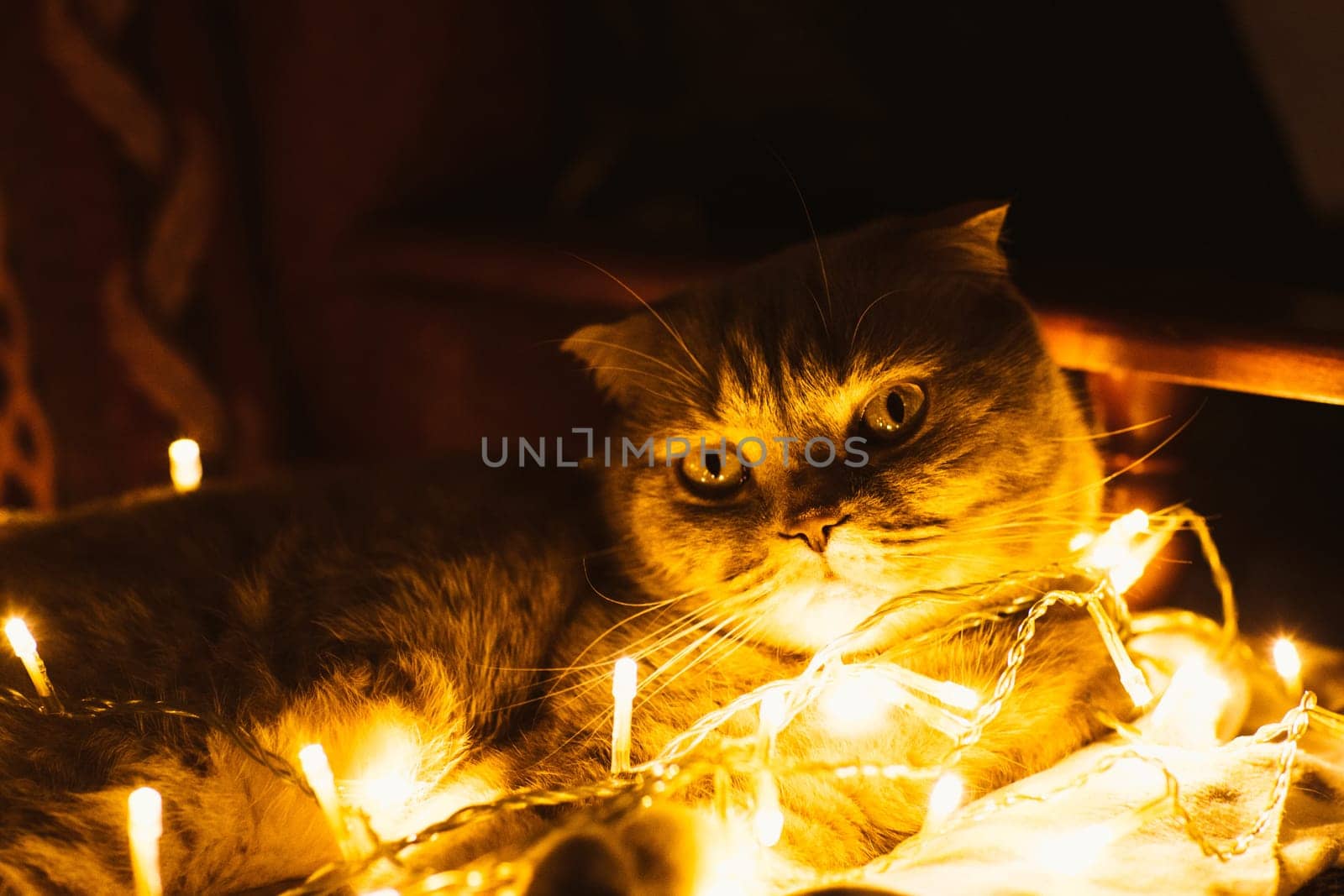 Scottish cat with Christmas lights on sofa.