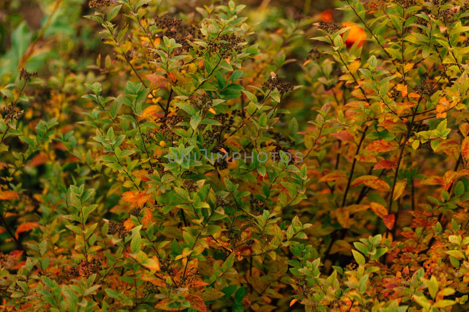 colorful red orange autumn leaves close up.