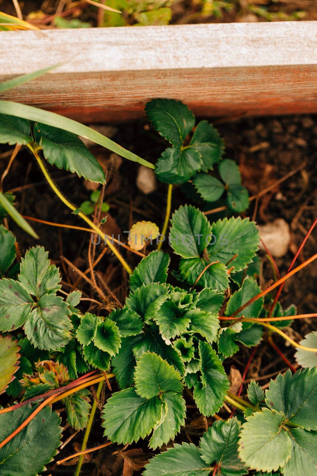 Strawberry bush growing on a garden bed