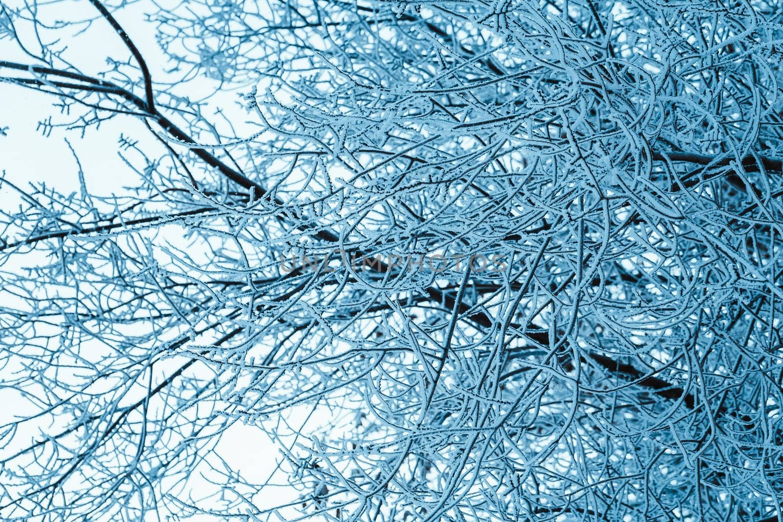 branches in the snow during the day.