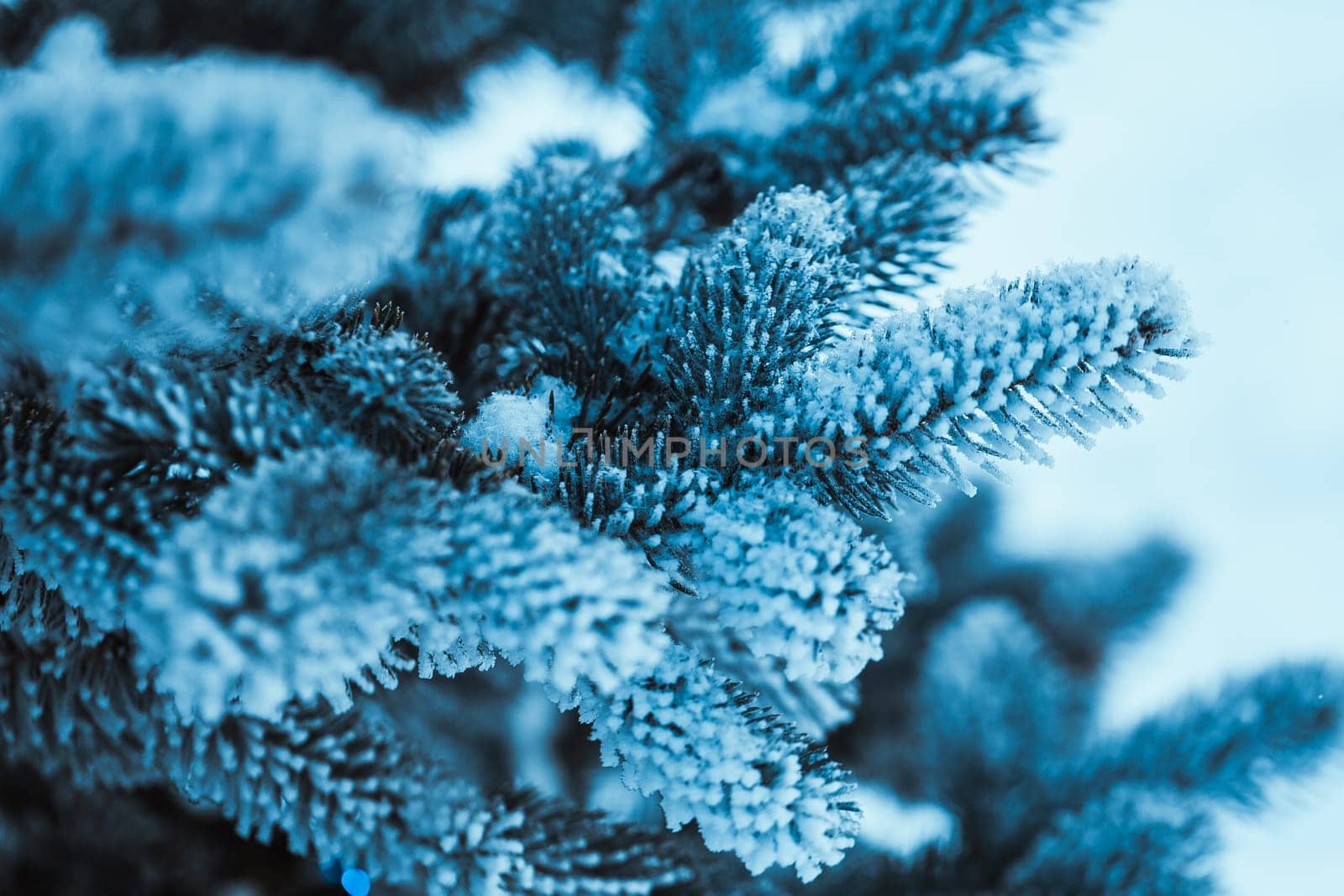 frozen spruce in hoarfrost in winter afternoon.