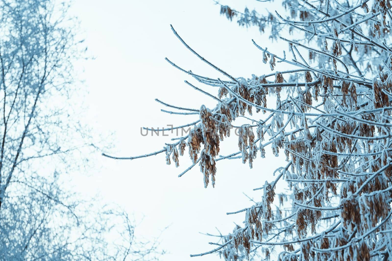 branches in the snow during the day.