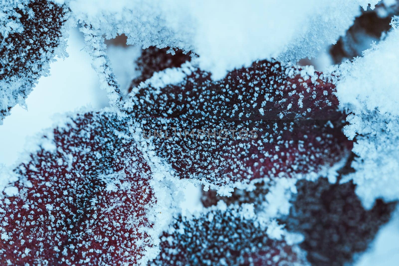 barberry close up branches in the snow.