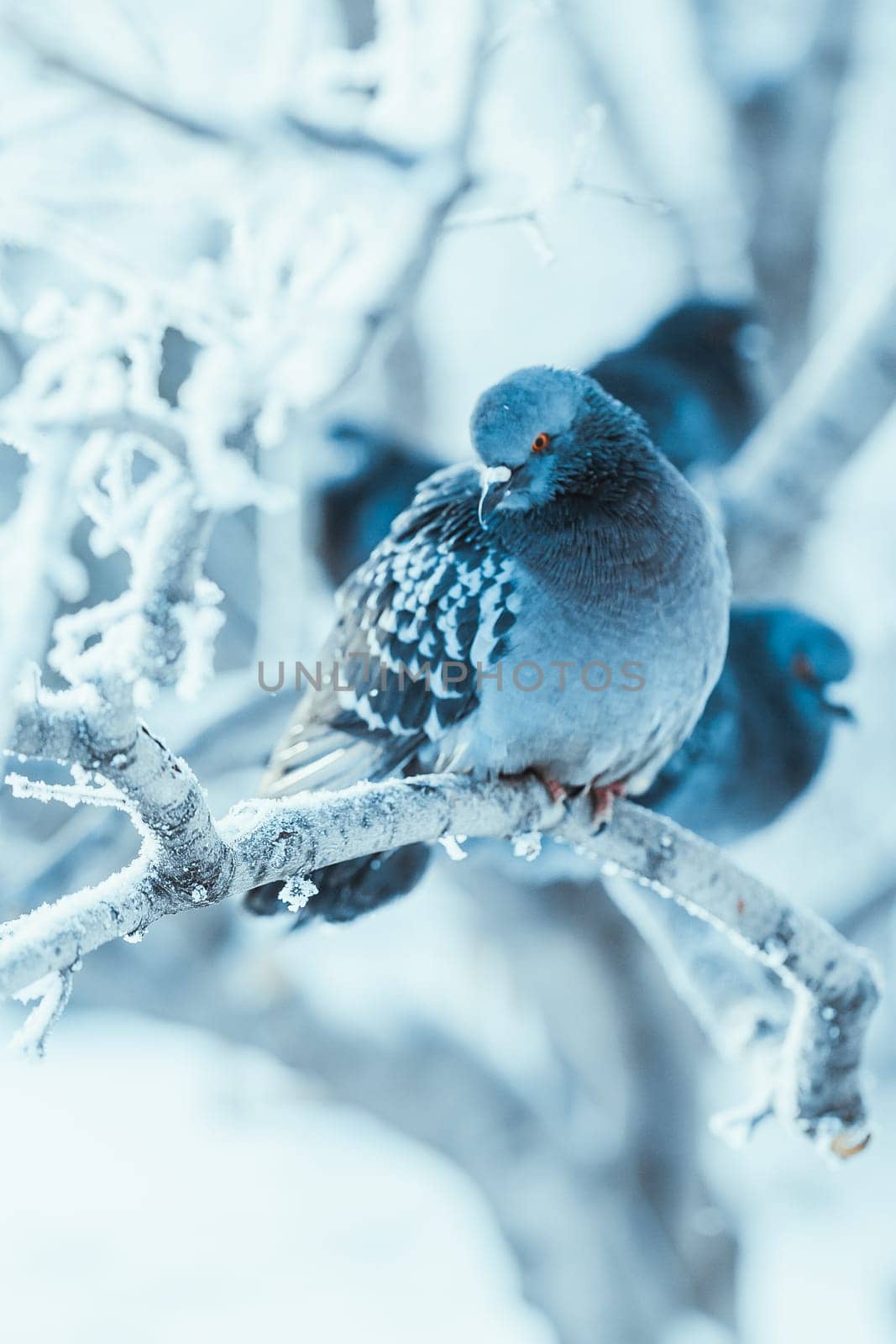 pigeons sitting hunched on a branch in the winter day.
