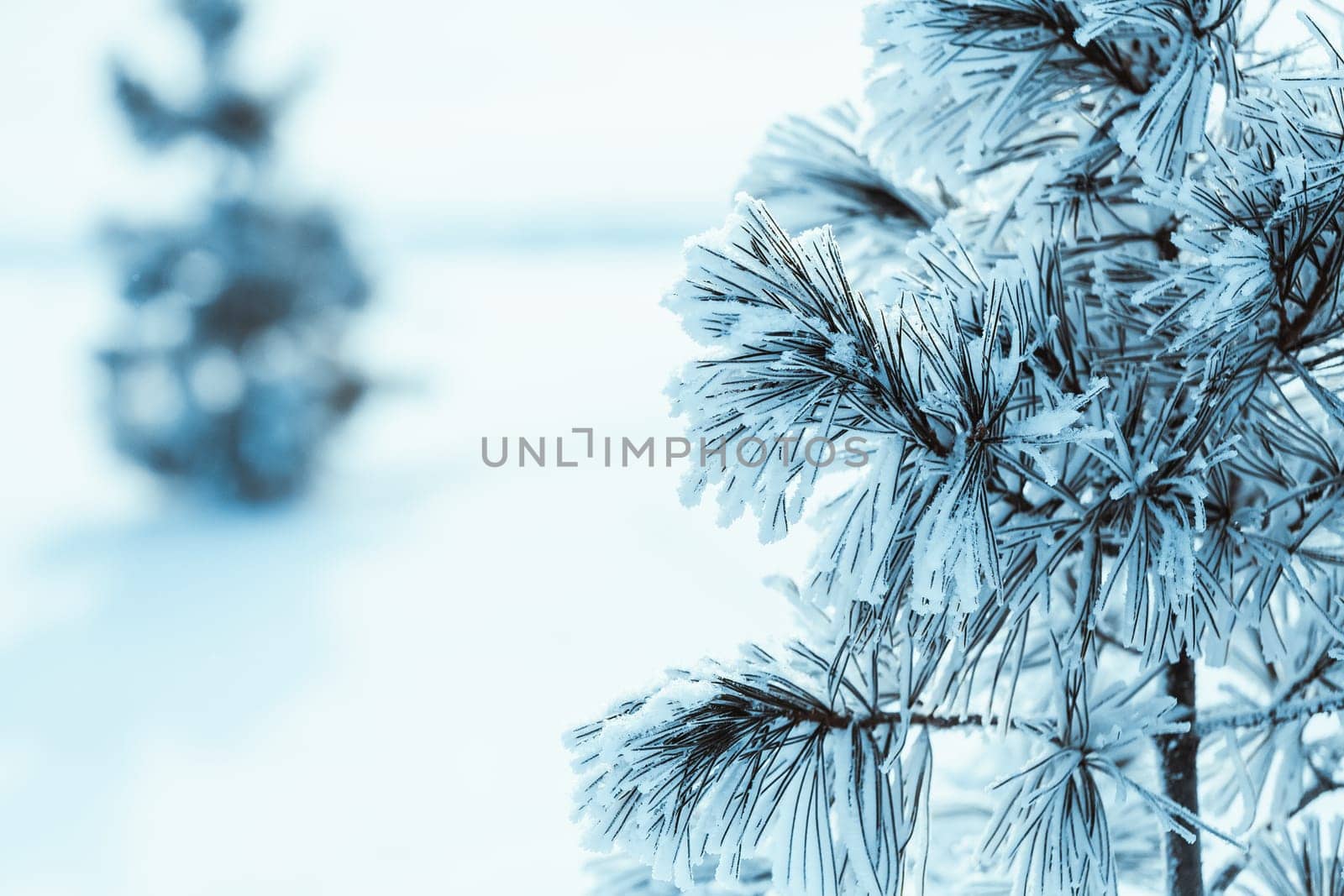 frozen spruce in hoarfrost in winter afternoon.