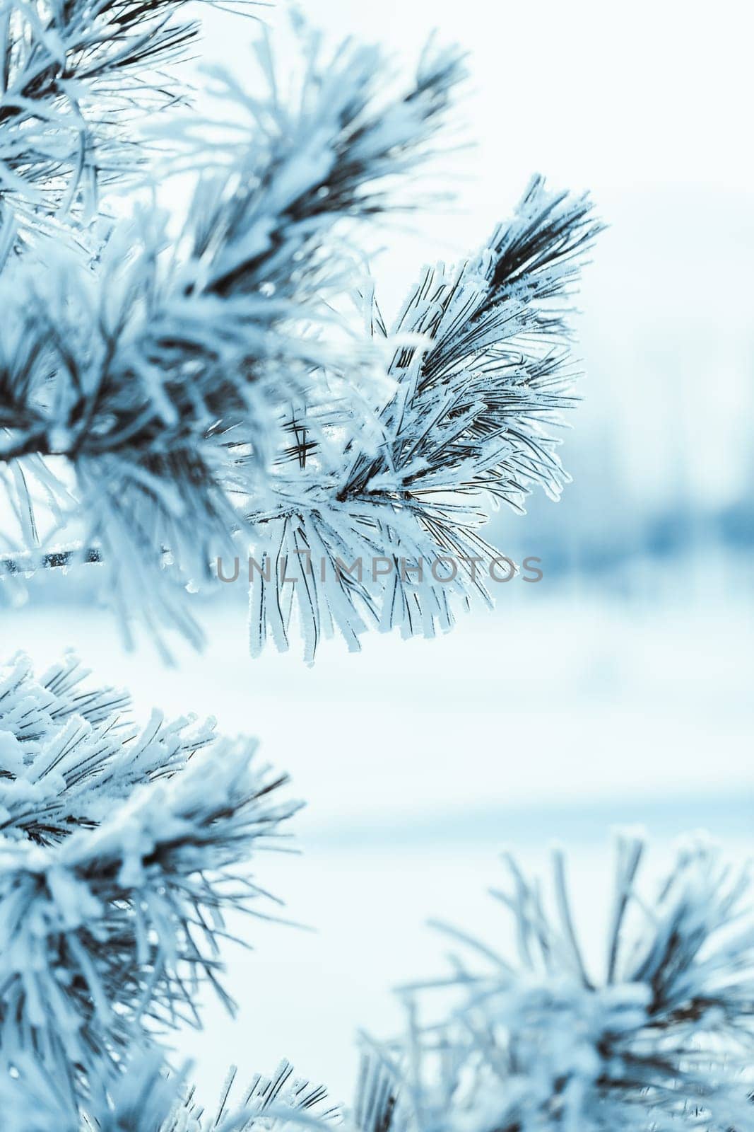 frozen spruce in hoarfrost in winter afternoon.