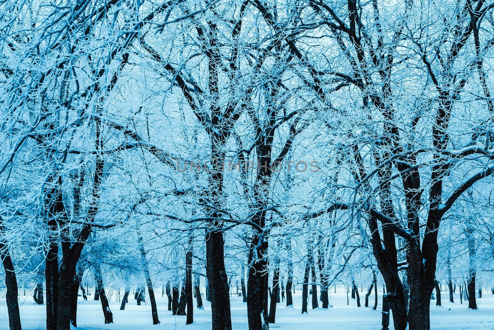 winter forest and branches in the snow during the day.