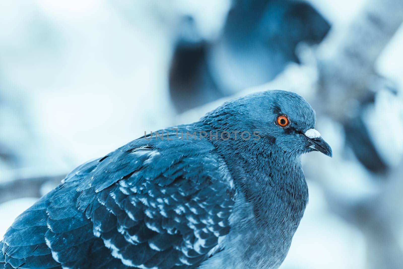 pigeon on the branch perched in the winter afternoon.