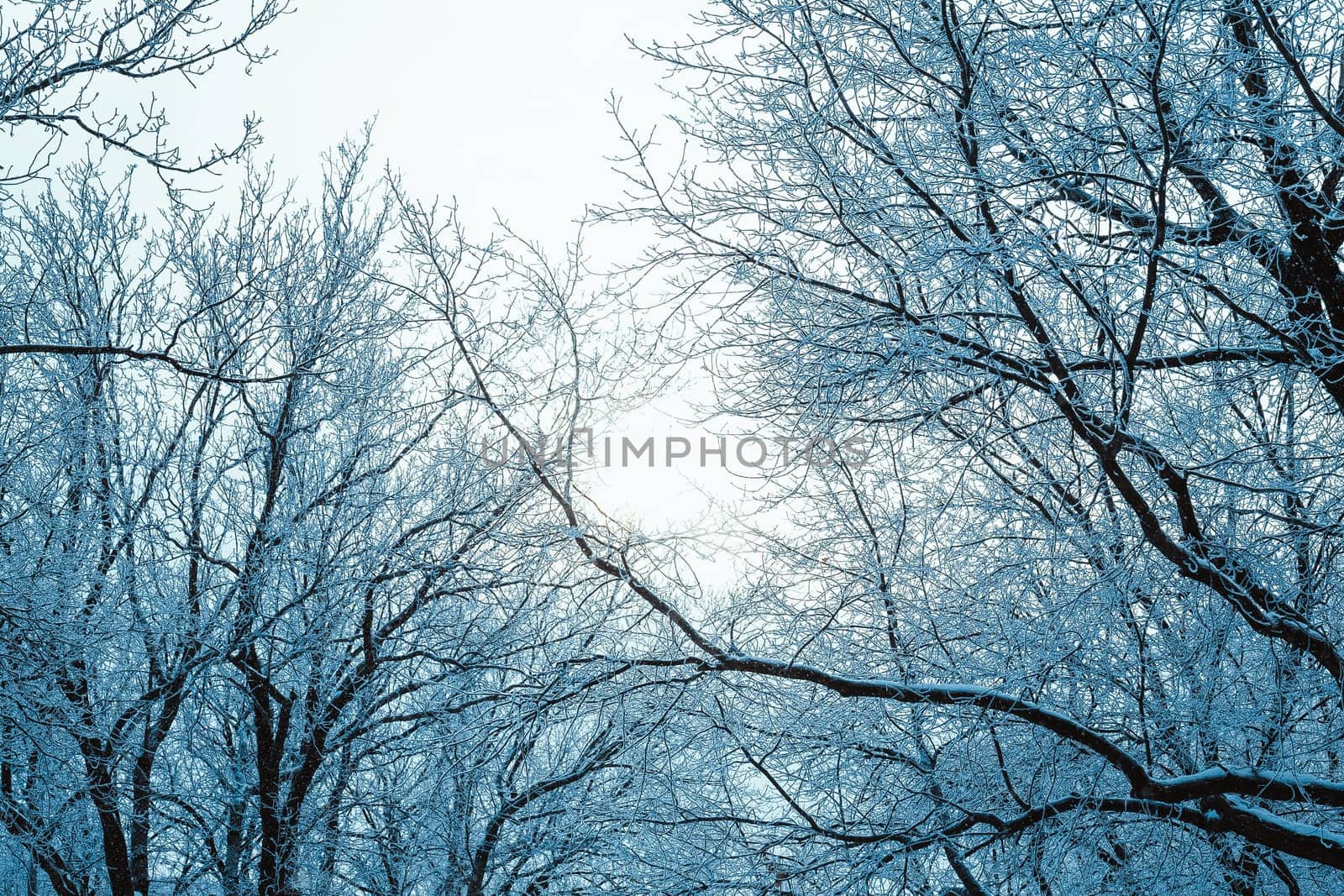 winter forest and branches in the snow during the day.