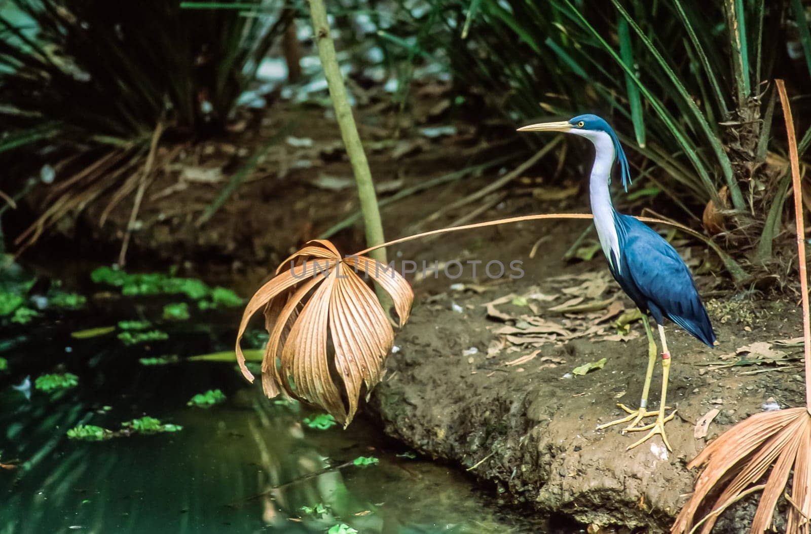 A Pied Heron (Egretta Picata) with breeding plumage,  standing in front of reeds by pools of water, Queensland, Australia.