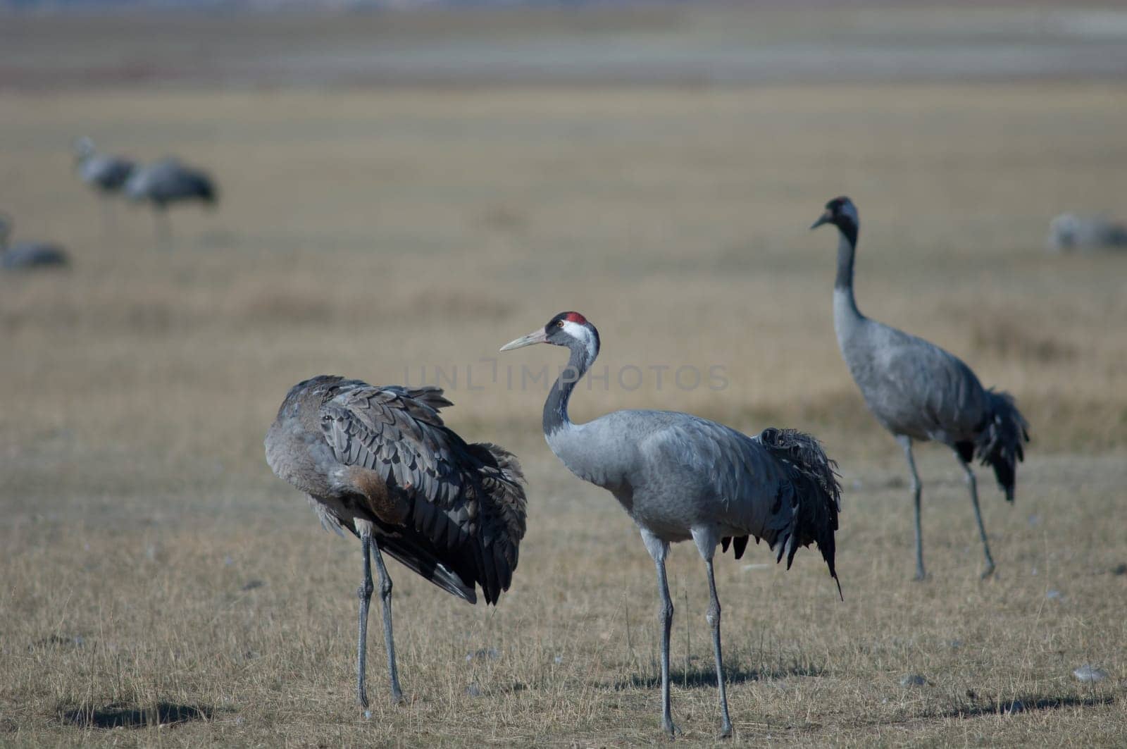 Common cranes (Grus grus). Juvenile preening and adult. Gallocanta Lagoon Natural Reserve. Aragon. Spain.