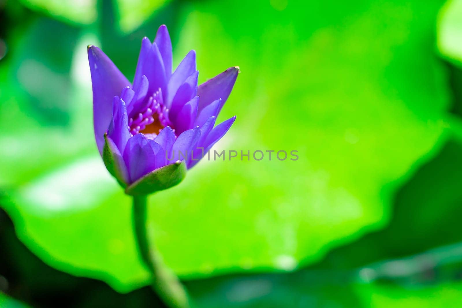 Purple lily water or lotus flower in the basin very fresh green blurred background