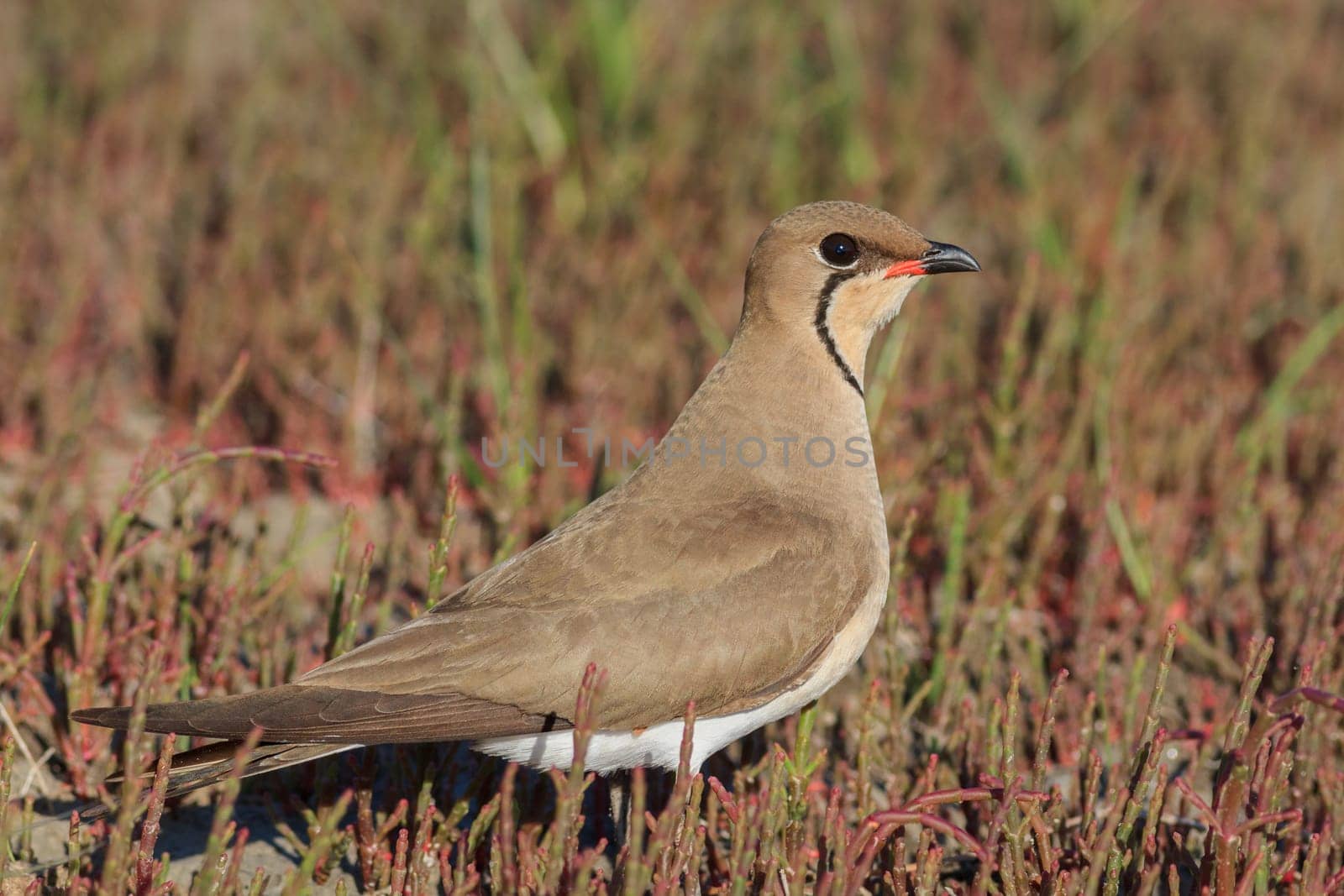 close up collared pratincole. Danube Delta, Romania