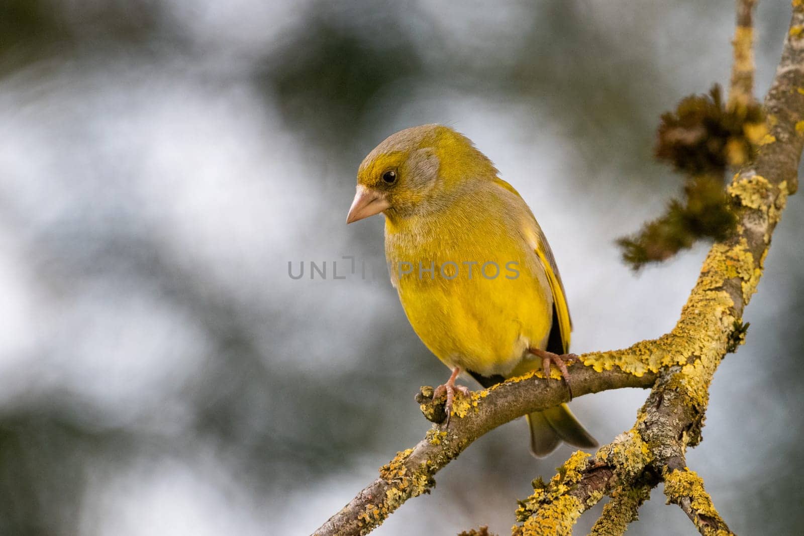 Greenfinch, yellow bird on a branch with yellow moss