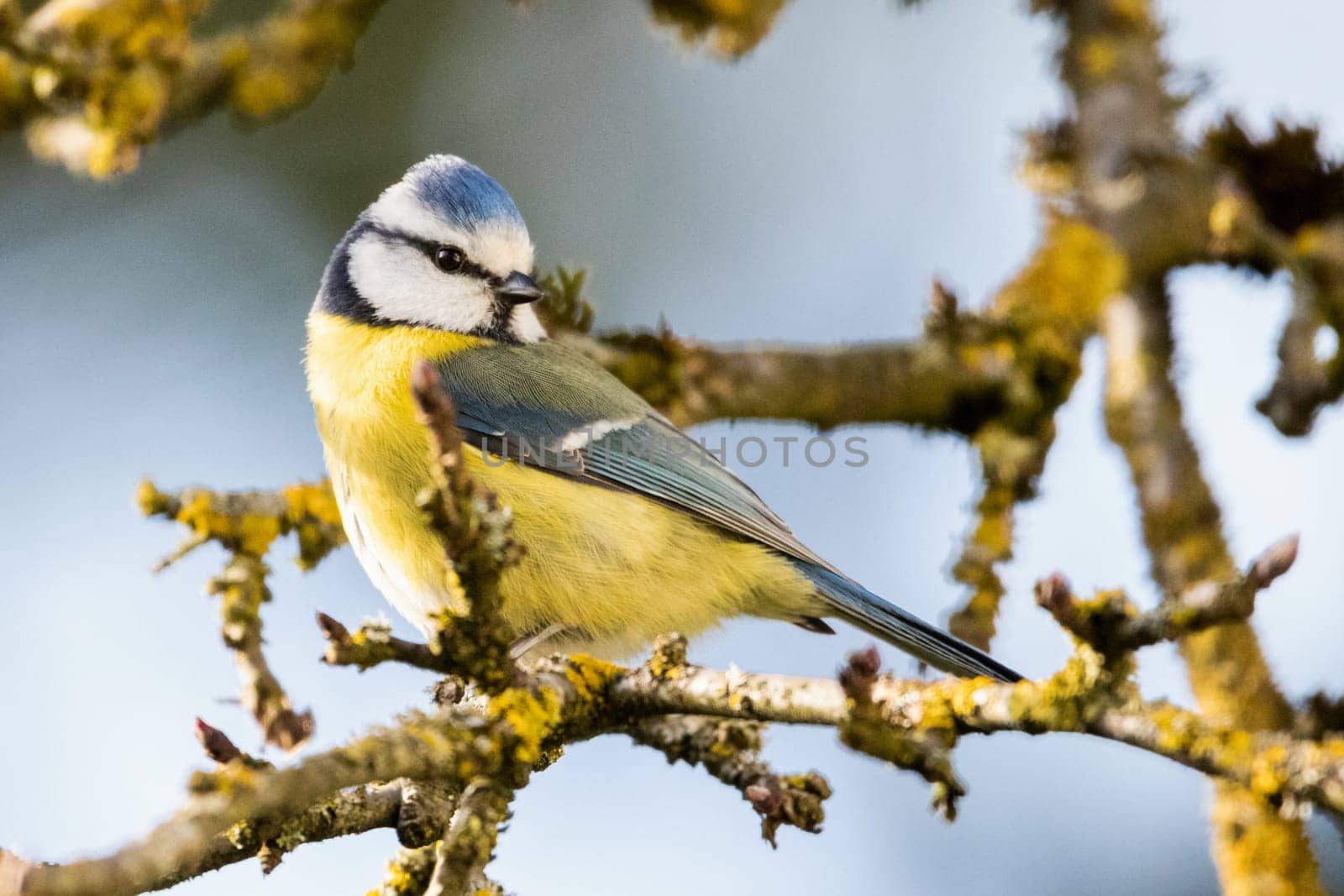 beautiful blue tit on branch in the spring sun