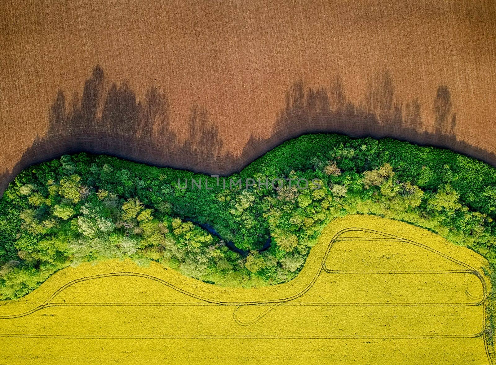 Yellow field rapeseed in bloom